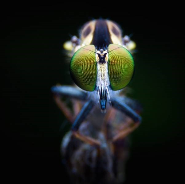 تصویری با بزرگنمایی بالا از چشمان مگس دزد. این مگسها بهاندازه دانه برنج به دلیل عدسیهای بزرگی که در مرکز چشمهای مرکب آنها جمع شدهاند، دید عالی دارند. تصویری با بزرگنمایی بالا از چشمان مگس دزد. این مگسها بهاندازه دانه برنج به دلیل عدسیهای بزرگی که در مرکز چشمهای مرکب آنها جمع شدهاند، دید عالی دارند.